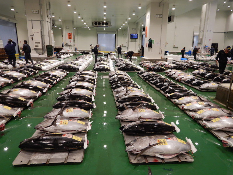 Tokyo_Fish_03.jpg