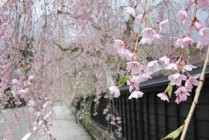角馆町垂枝樱