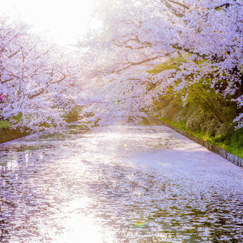 弘前及周边地区