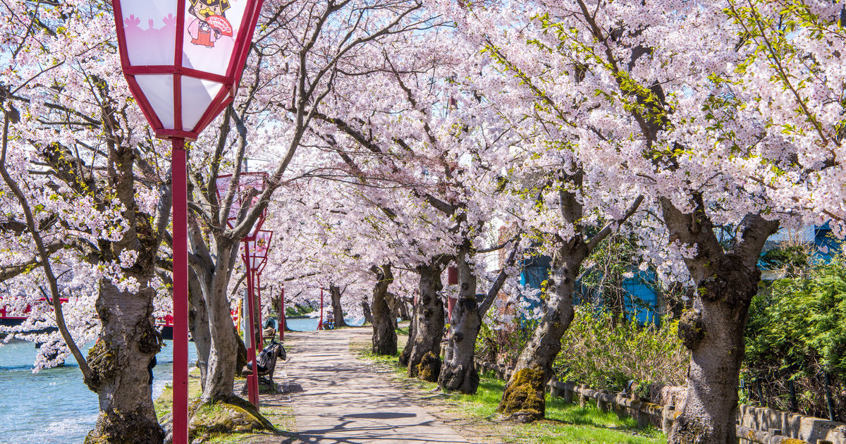 弘前公园赏樱｜目的地｜【官方】日本国家旅游局(JNTO)