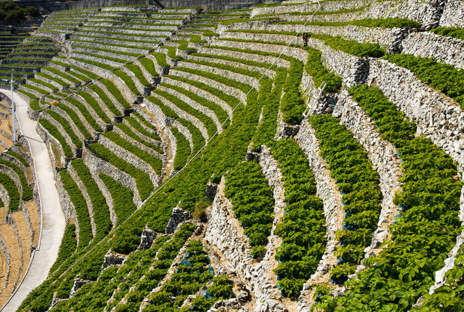 游子水荷浦梯田