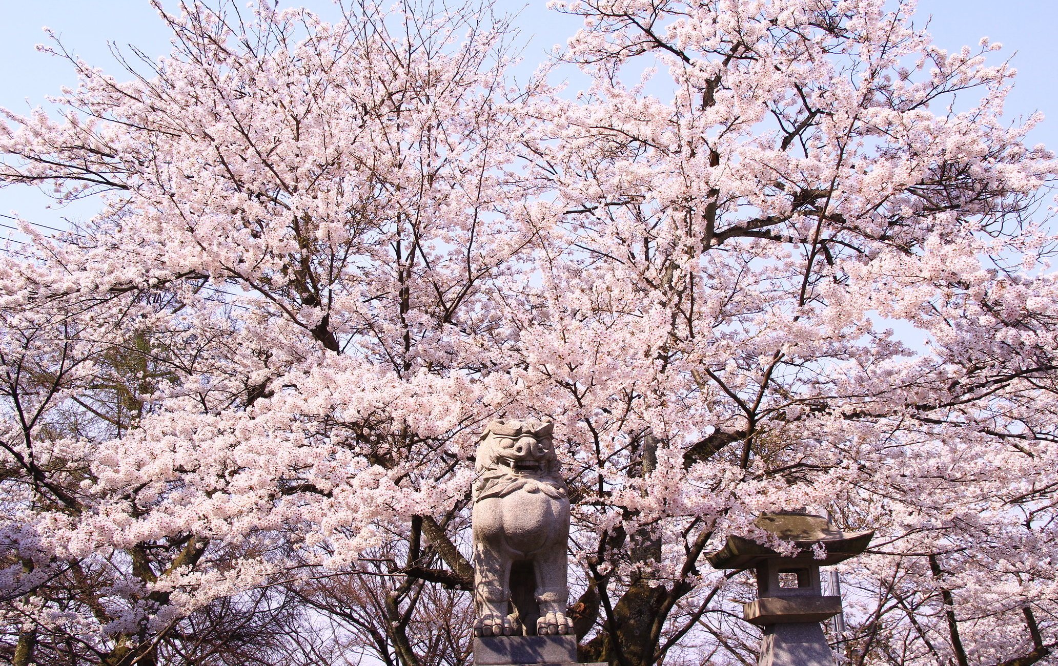 足羽山公园赏樱