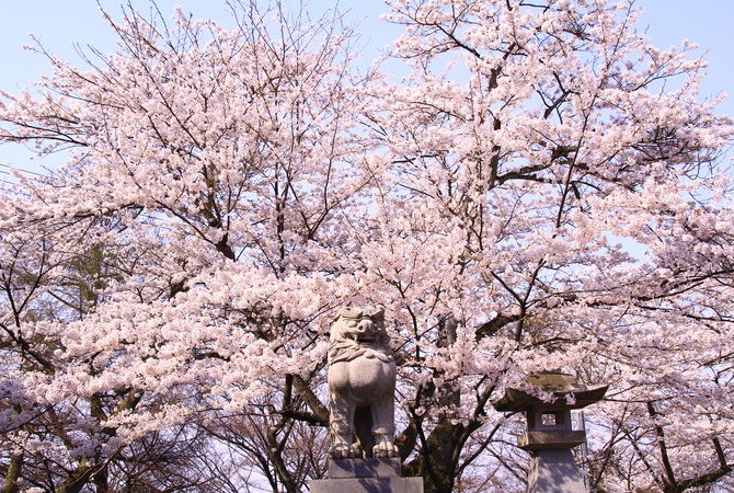 足羽山公园赏樱