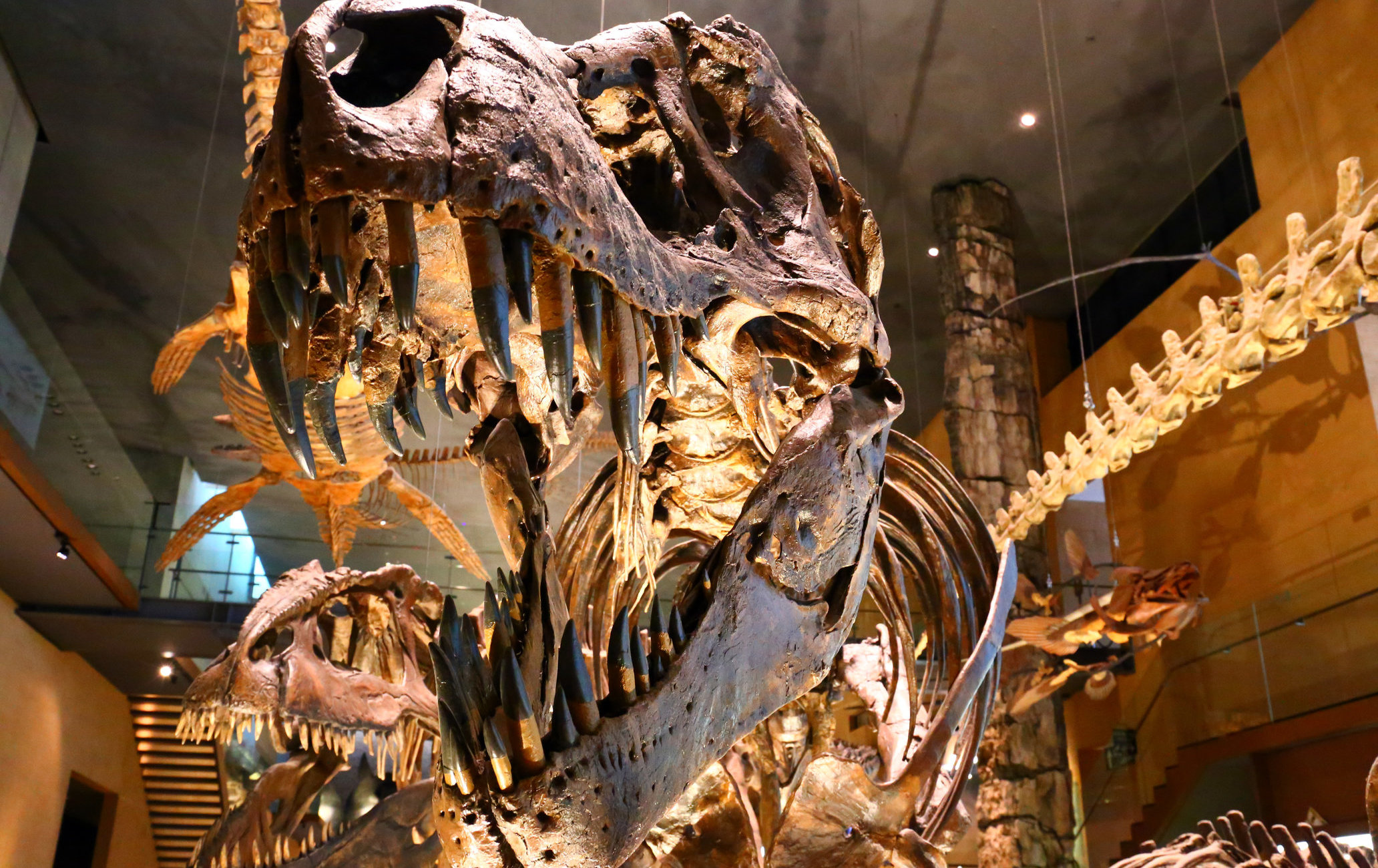 北九州市立生命之旅博物馆