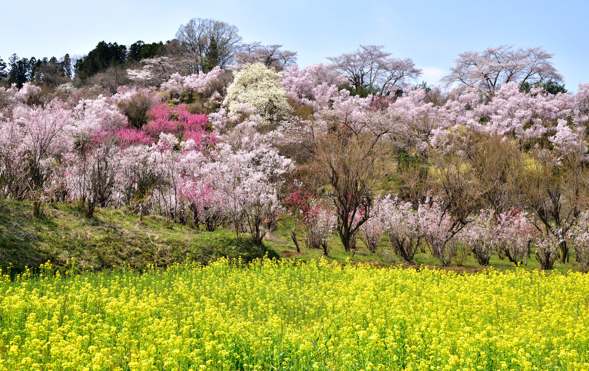 花见山公园