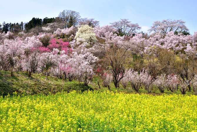 花见山公园