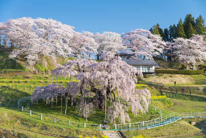 三春泷樱