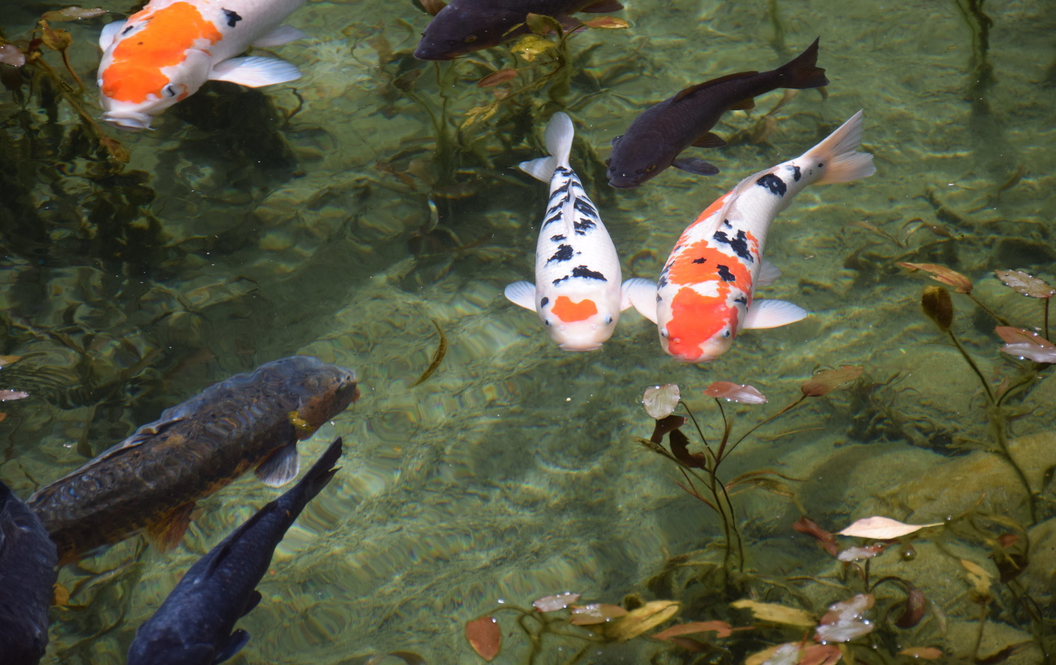 无名池 莫内之池
