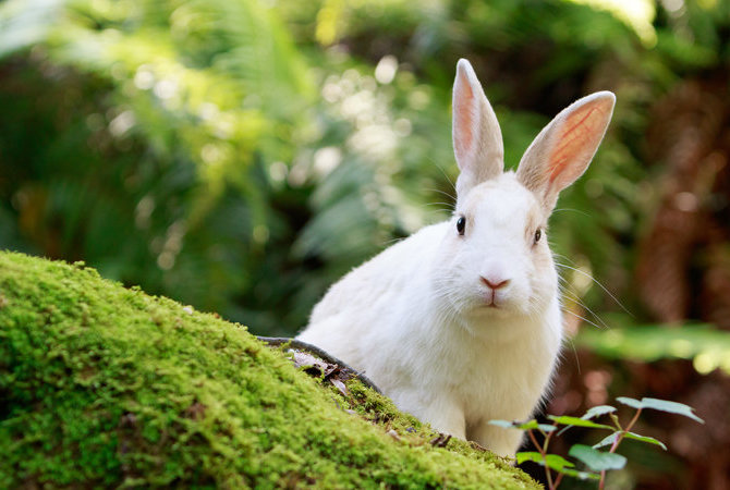 大久野岛(兔岛)