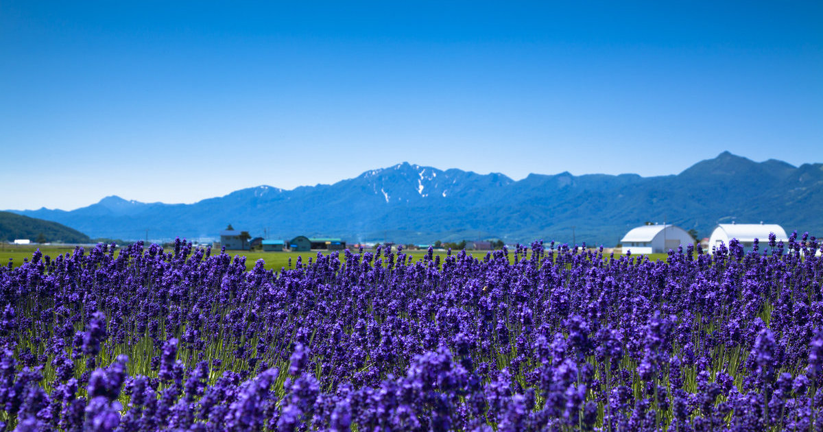 富良野｜目的地｜【官方】日本国家旅游局(JNTO)