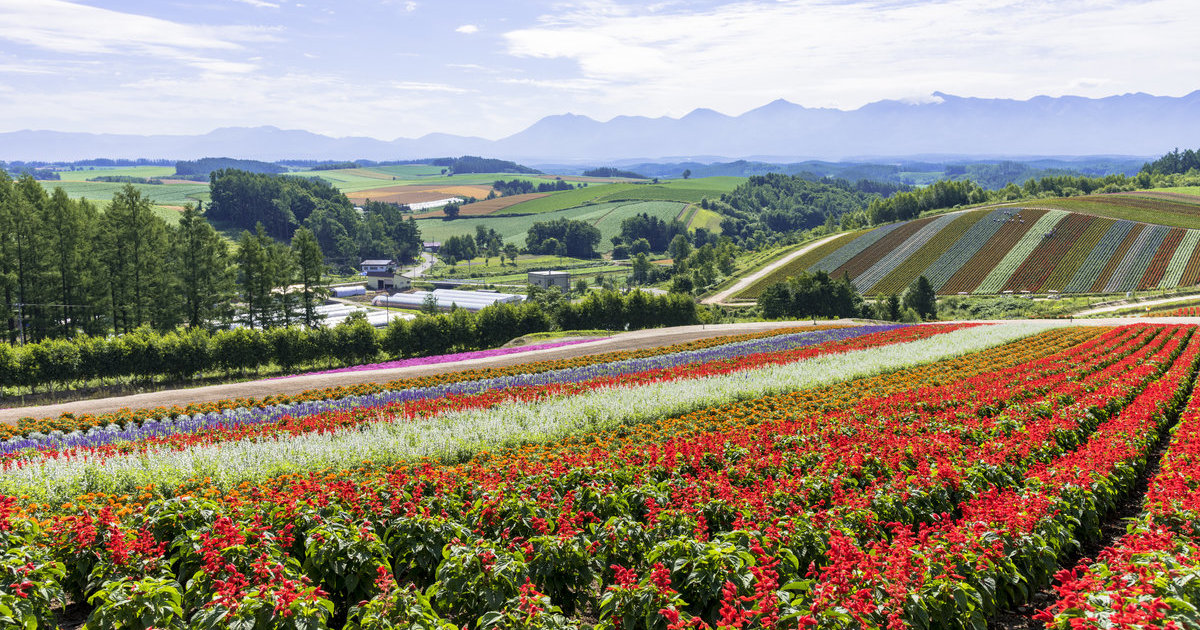 四季彩之丘 目的地 官方 日本国家旅游局 Jnto
