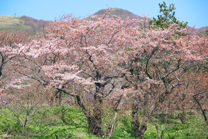 松前公园