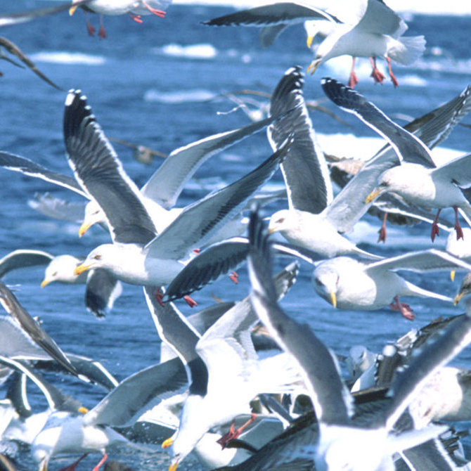 走进知床半岛的野生世界