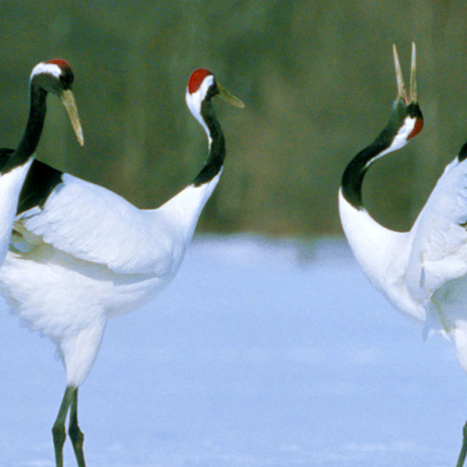 北海道美妙的户外世界