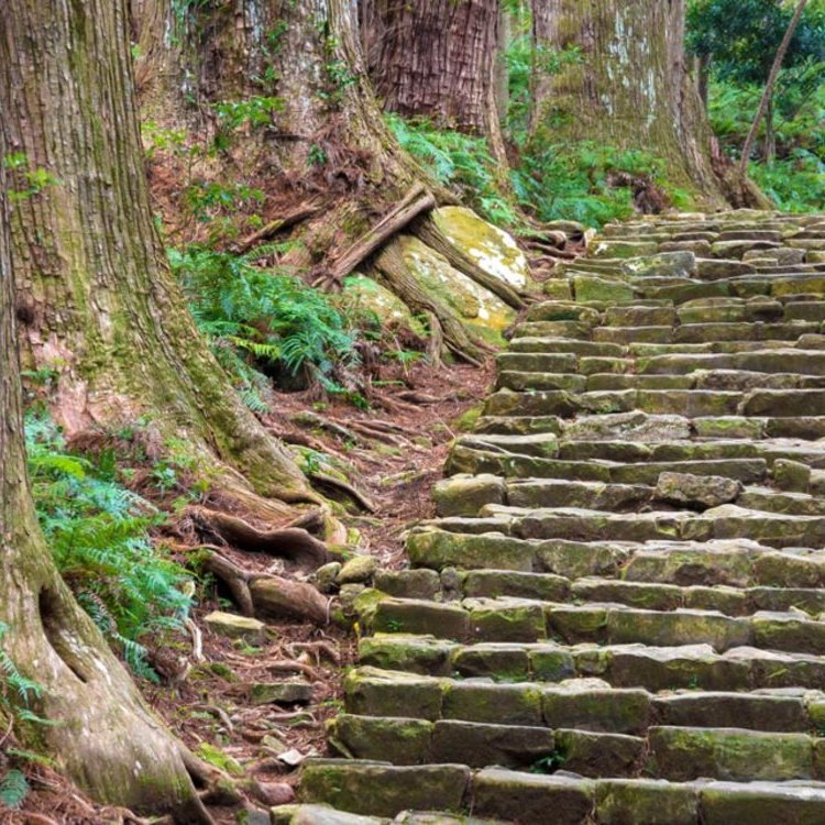踏上熊野古道朝圣之路