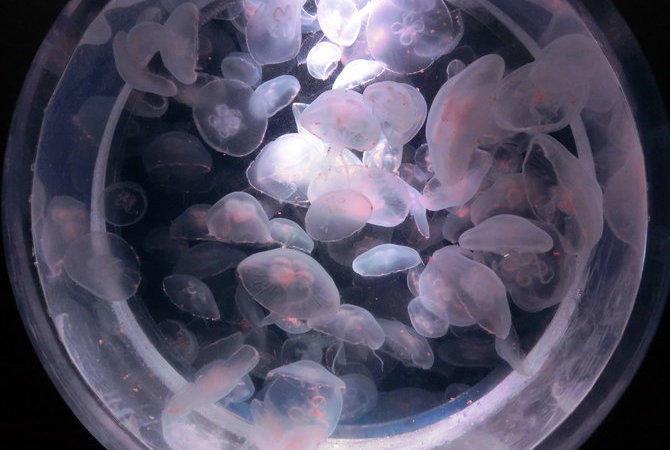 海洋世界茨城县大洗水族馆