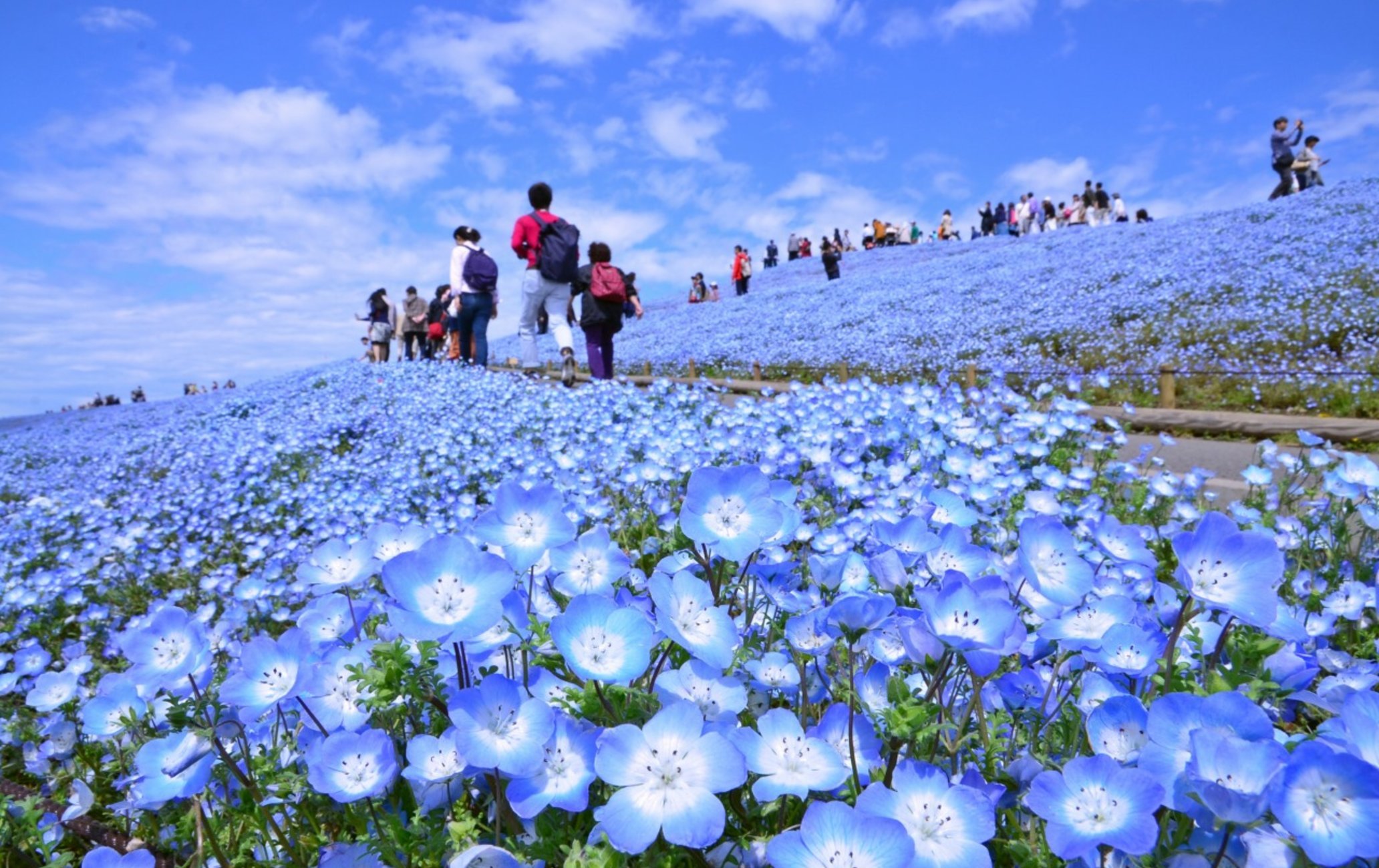 国营日立海滨公园 粉蝶花 目的地 官方 日本国家旅游局 Jnto