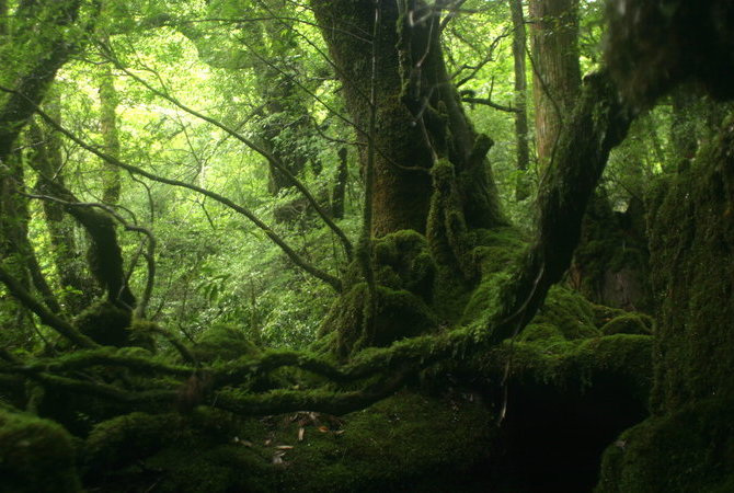 屋久岛国立公园