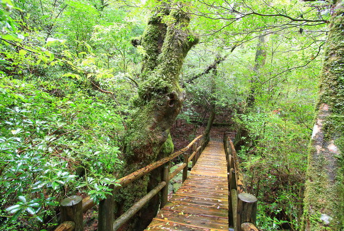 屋久杉森林乐园