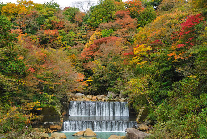 箱根红叶