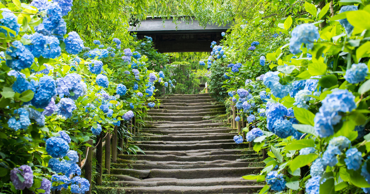 六月的日本｜季节性旅游指南｜【官方】日本国家旅游局(JNTO)