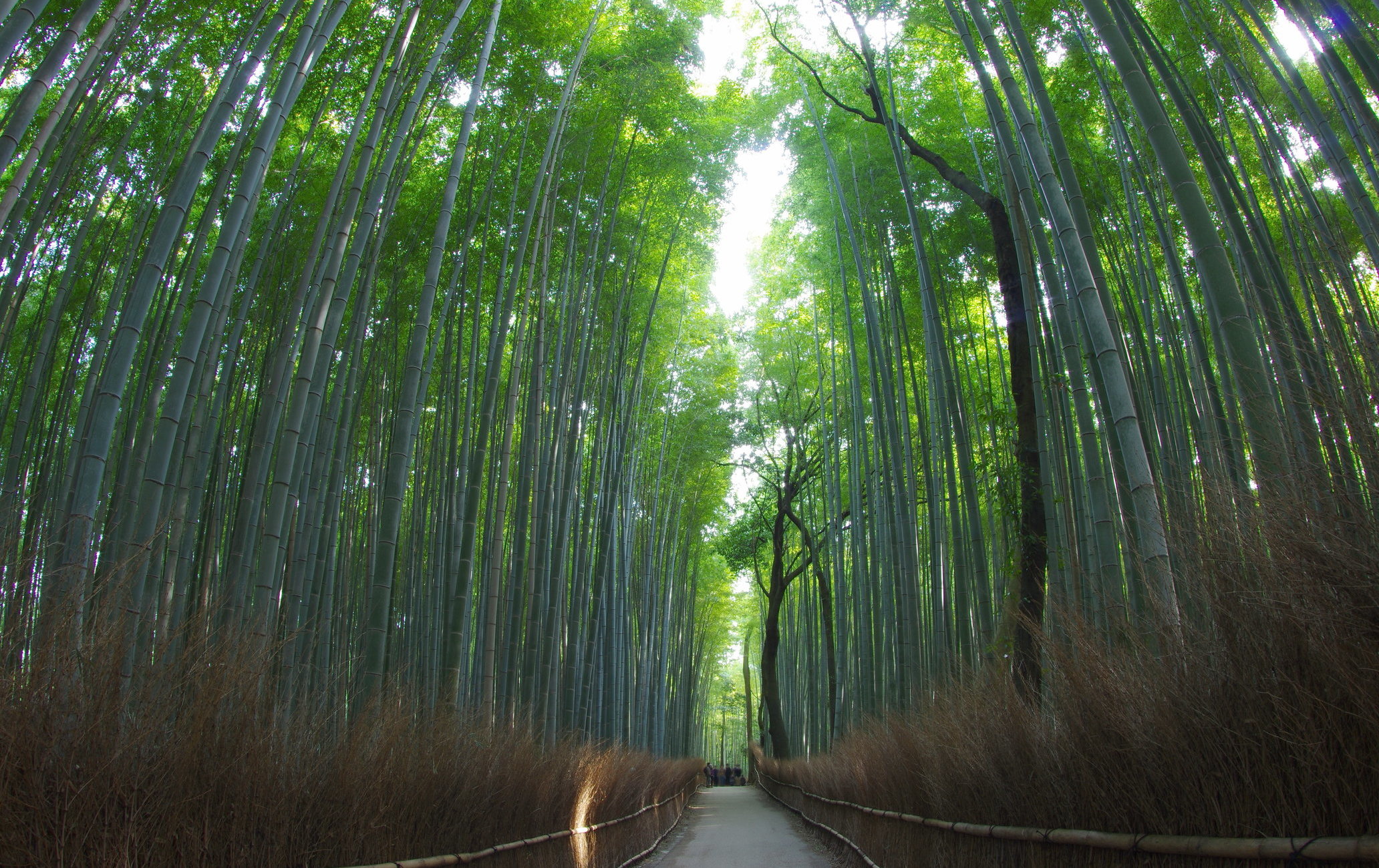 岚山竹林 目的地 官方 日本国家旅游局 Jnto
