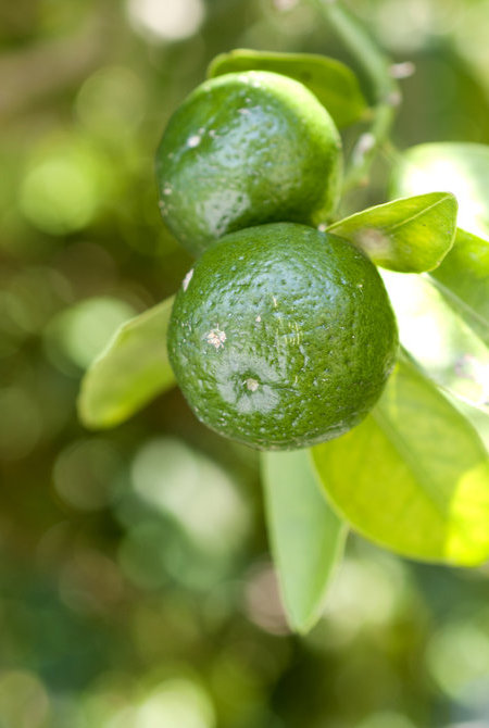 Shiquasa（シークヮーサー）