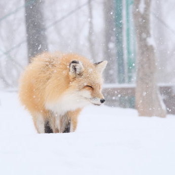 藏王及周边地区