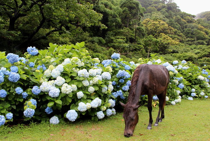 都井岬