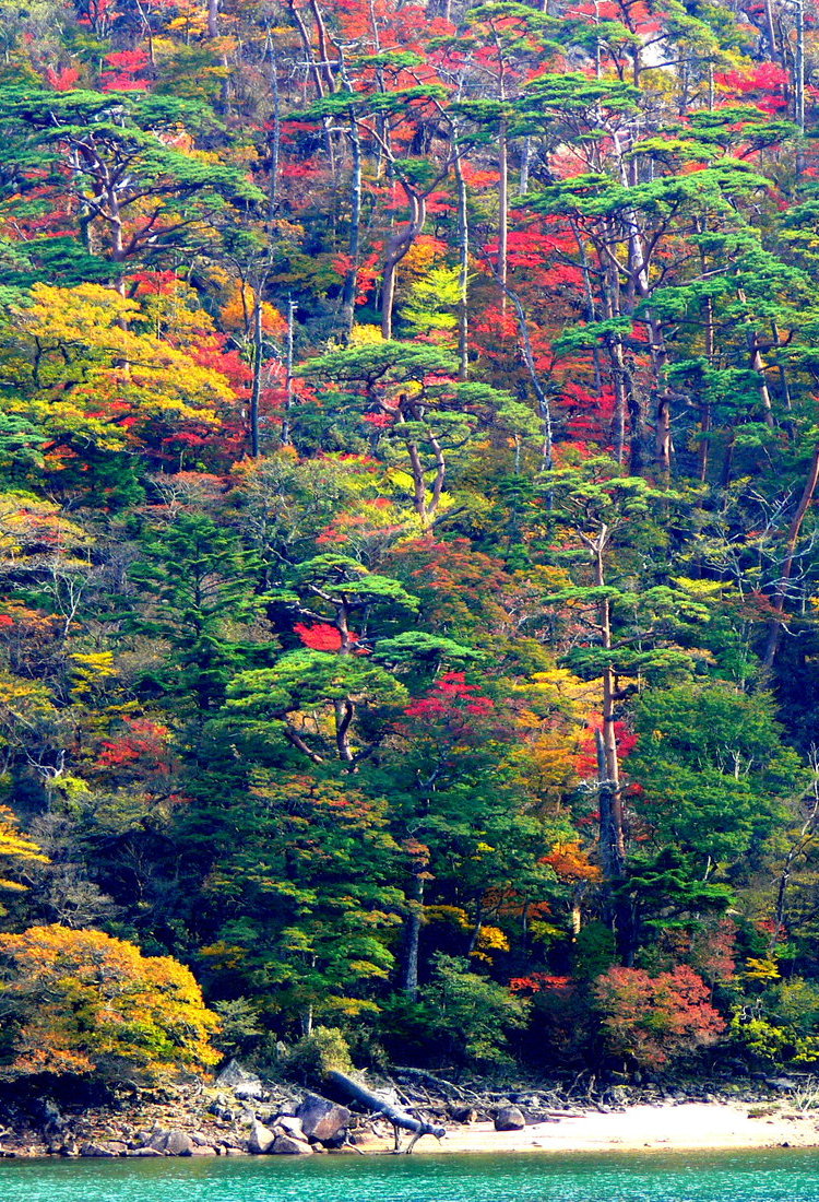 虾野