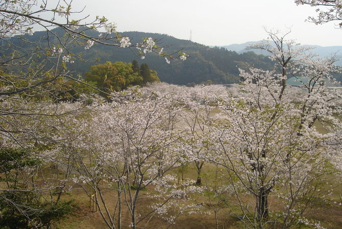 竹香园赏樱