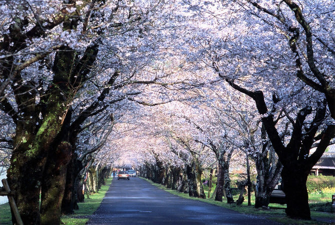 母智丘公园樱花祭