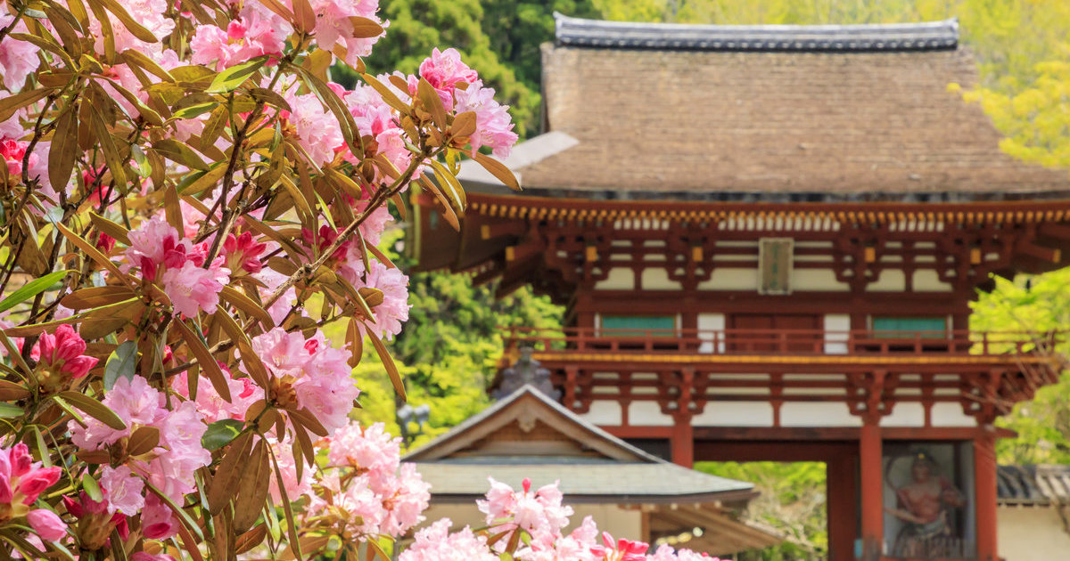 室生寺石楠花祭 目的地 官方 日本国家旅游局 Jnto