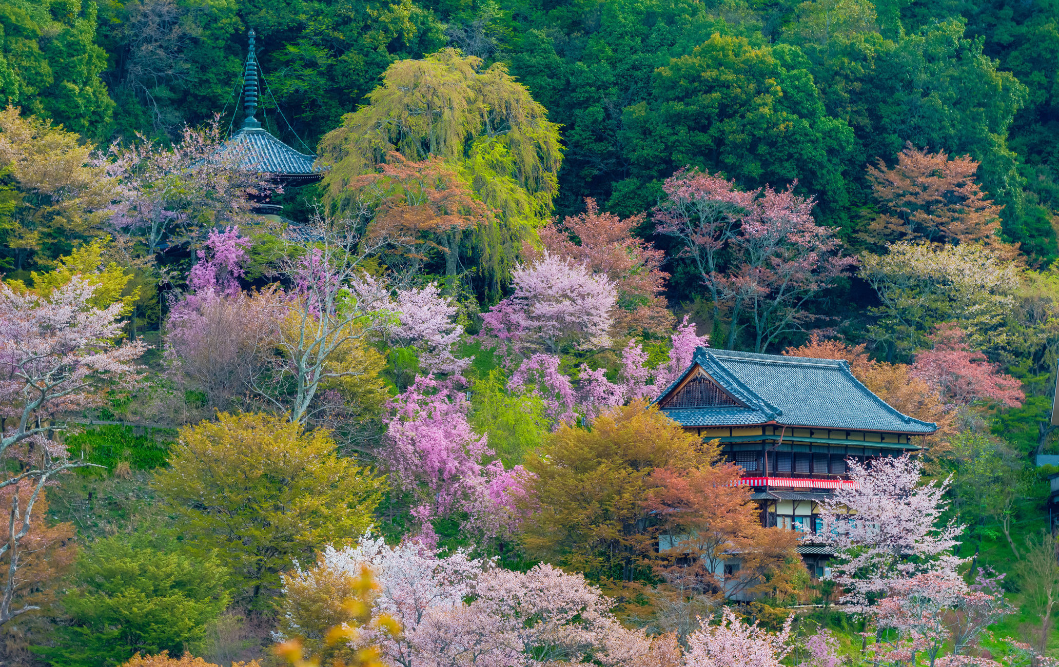 吉野山 目的地 官方 日本国家旅游局 Jnto