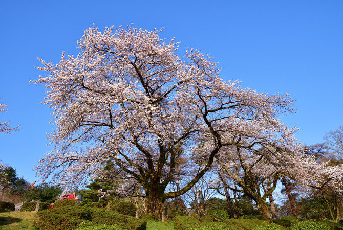 村松公园樱花祭