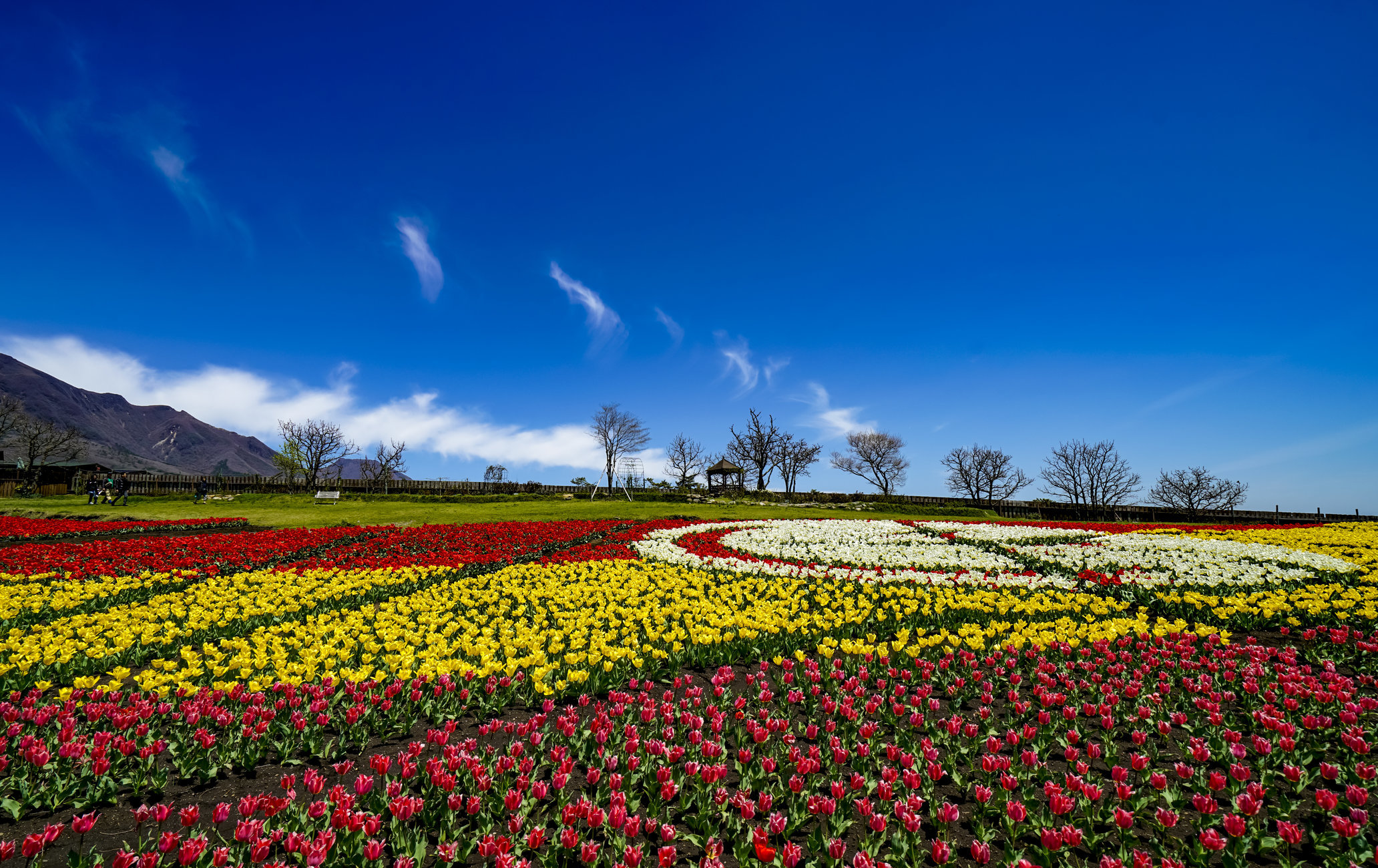 久住花公园 目的地 官方 日本国家旅游局 Jnto