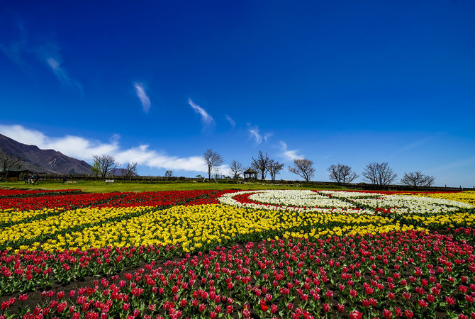 久住花公园