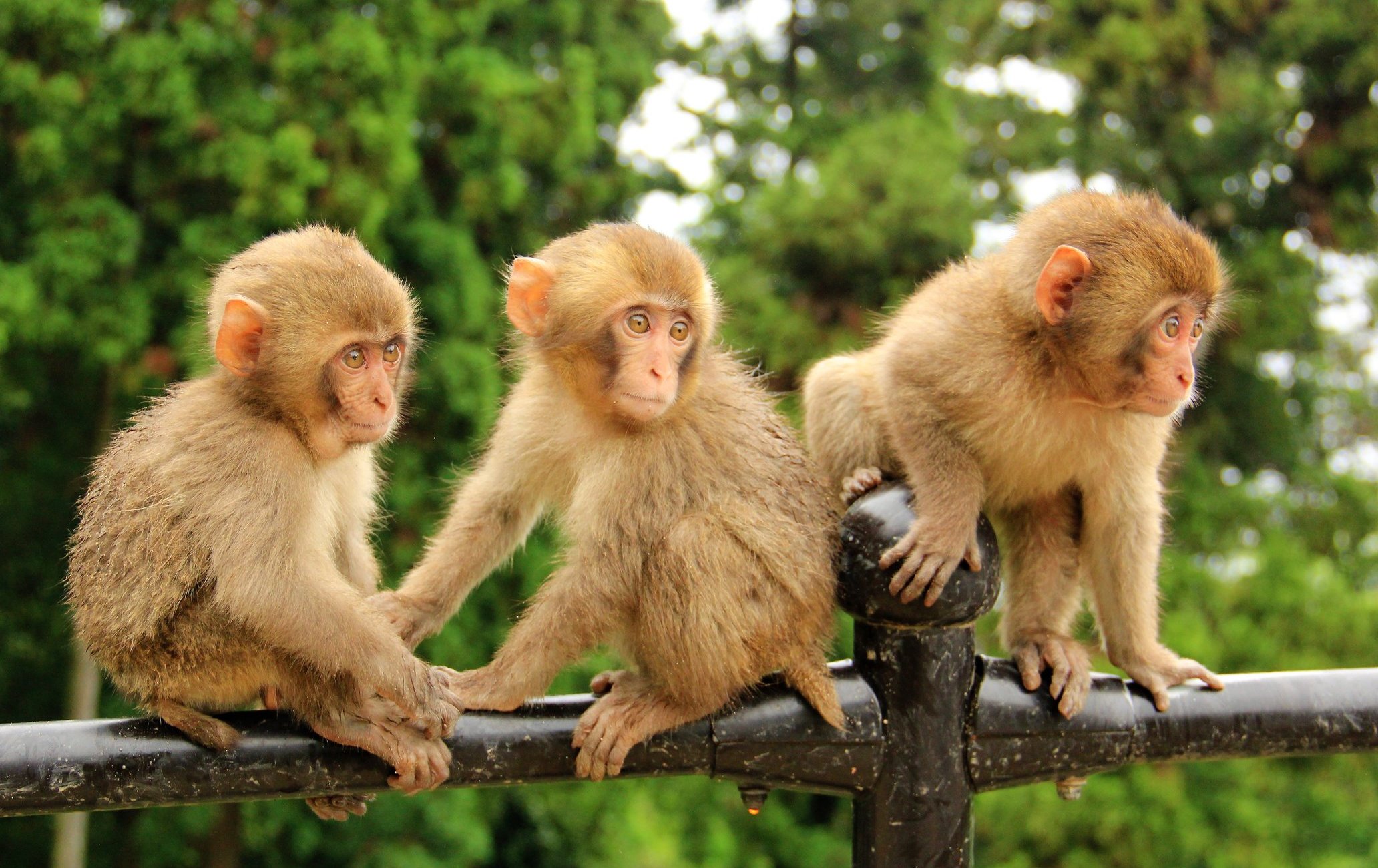 高崎山自然动物园