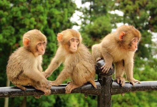 高崎山自然动物园