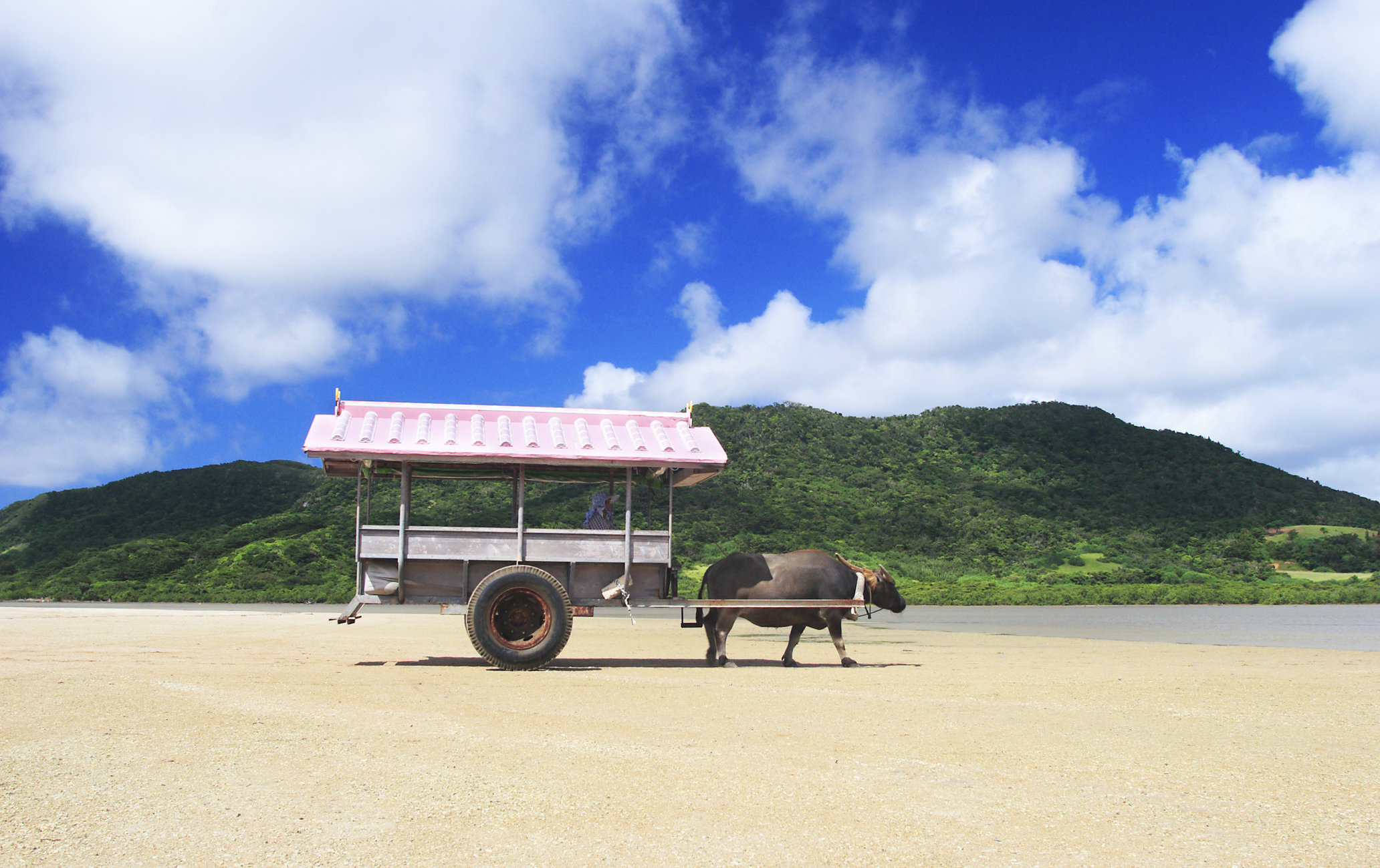 搭乘水牛车 由布岛 目的地 官方 日本国家旅游局 Jnto