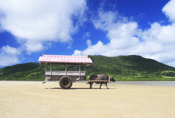 搭乘水牛车（由布岛）