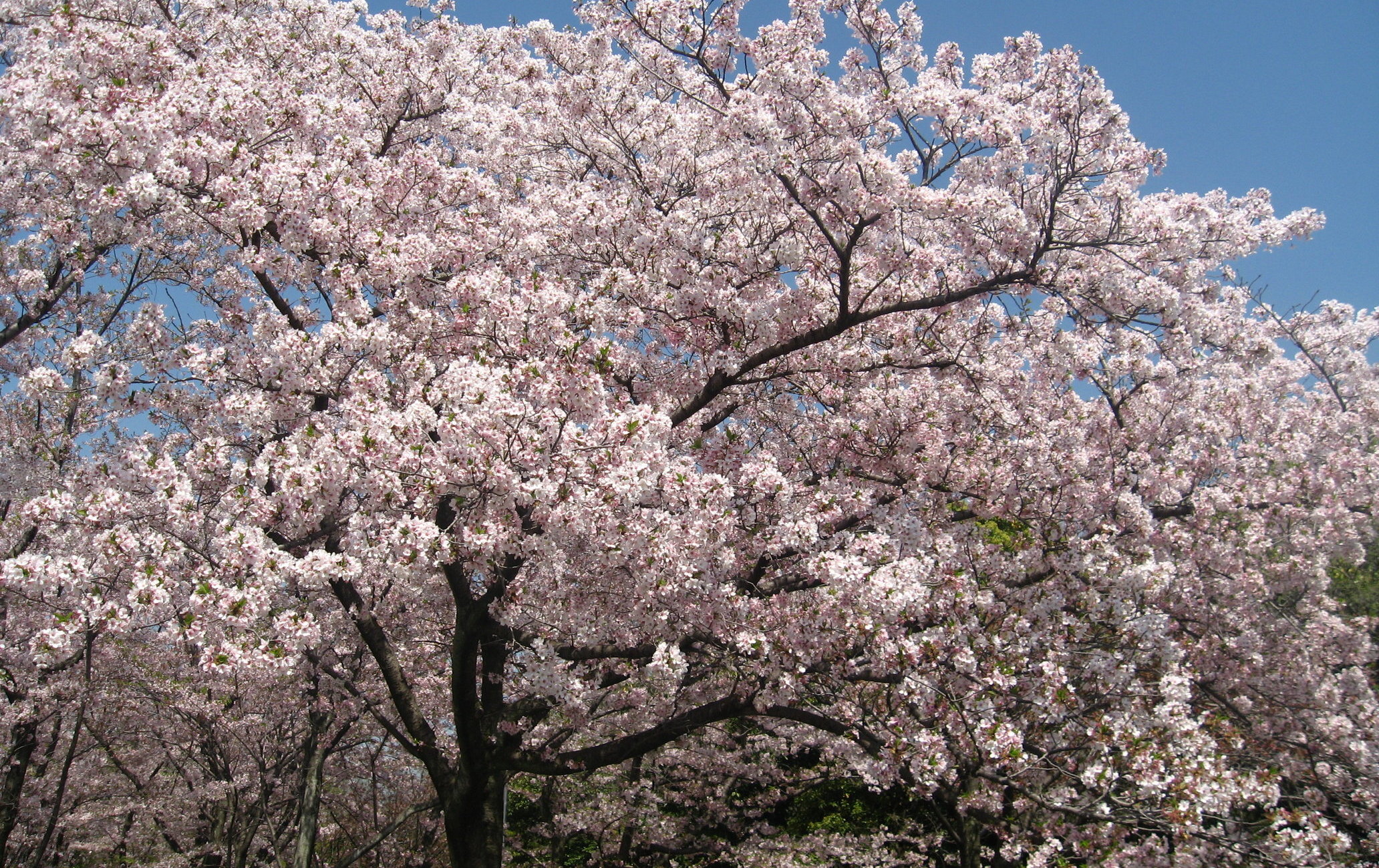 万博纪念公园樱花节