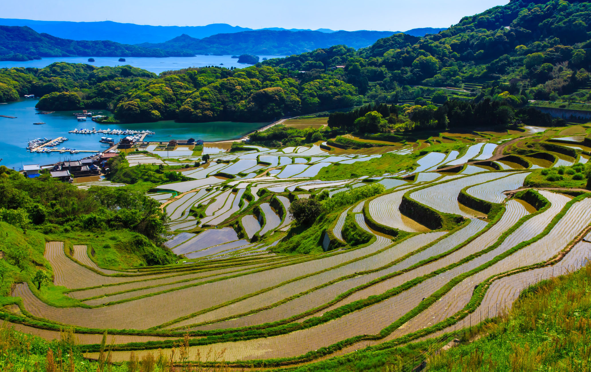 大浦梯田
