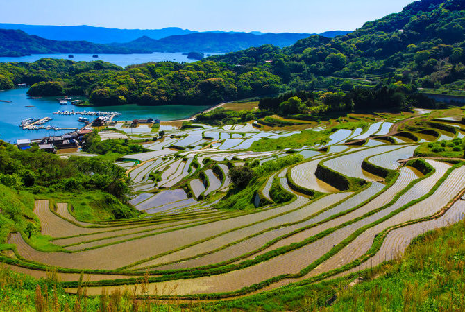 大浦梯田