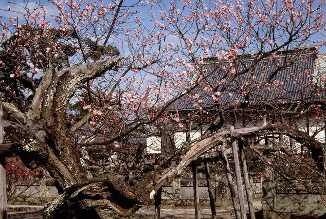 高传寺