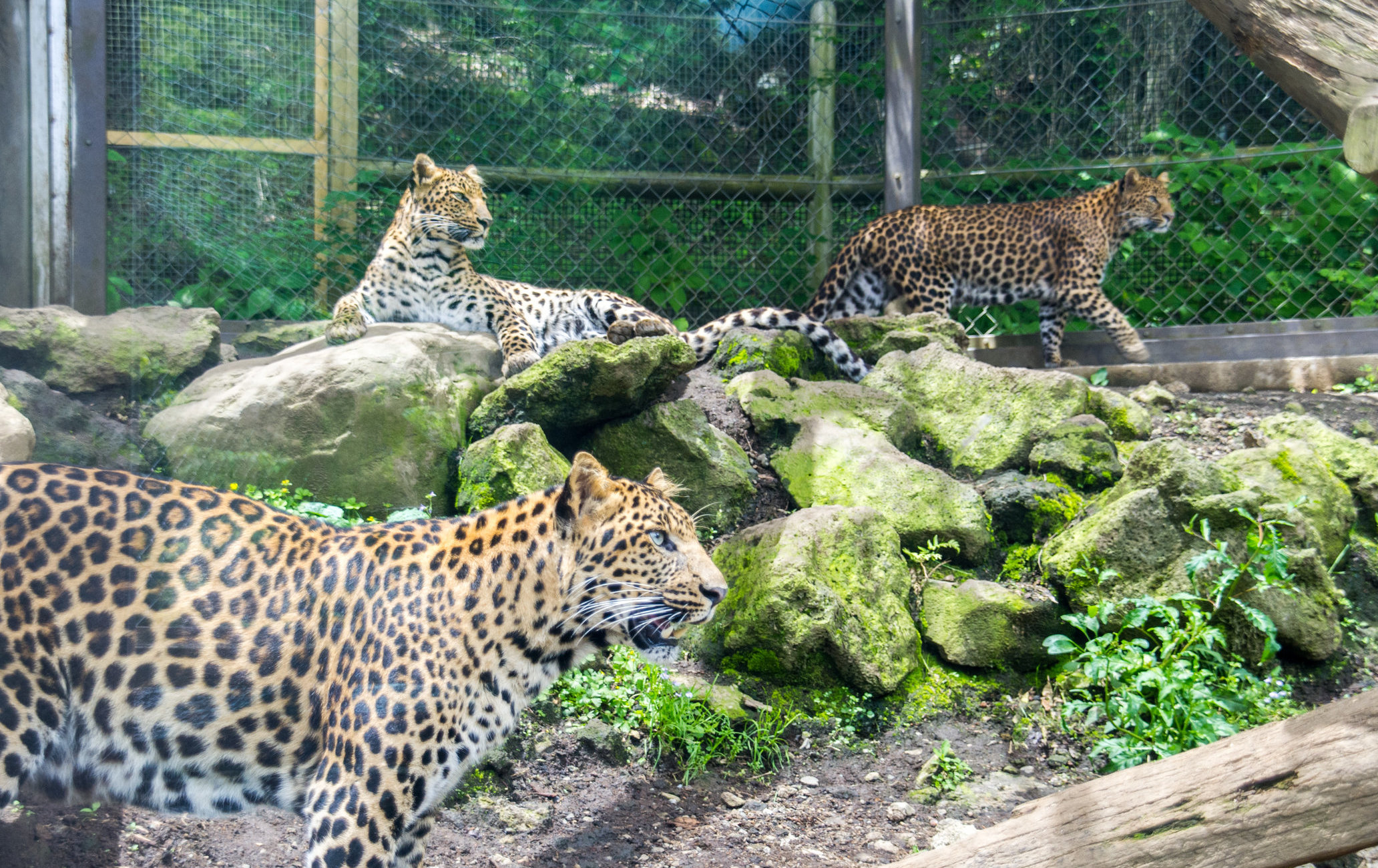富士野生动物园