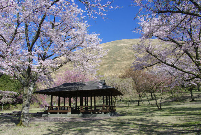 樱花之里
