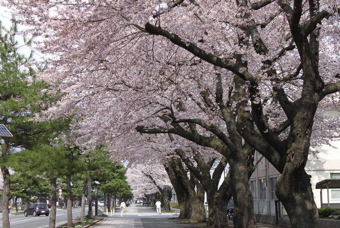 日光街道樱花林荫道