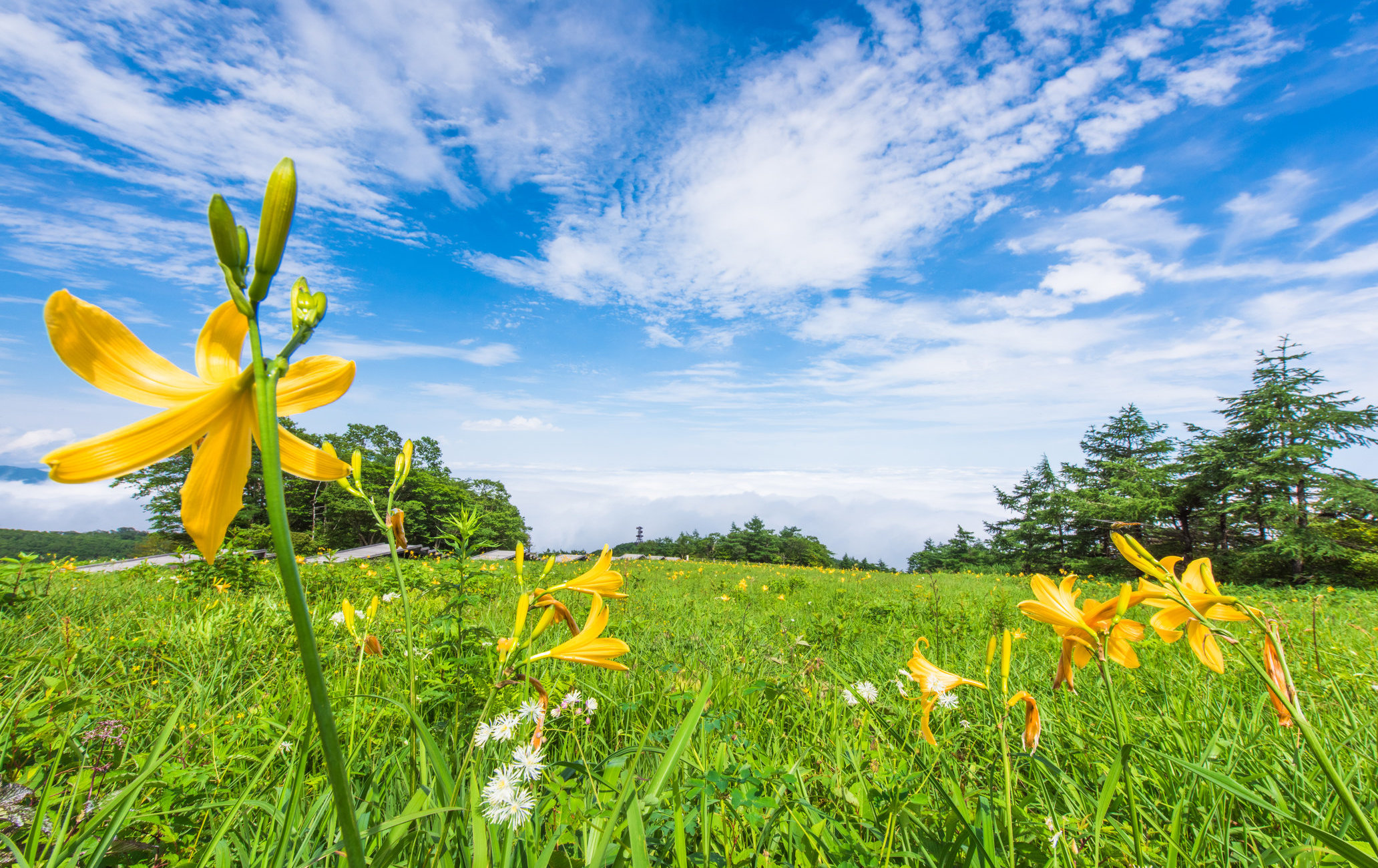 雾降高原金针花平园地