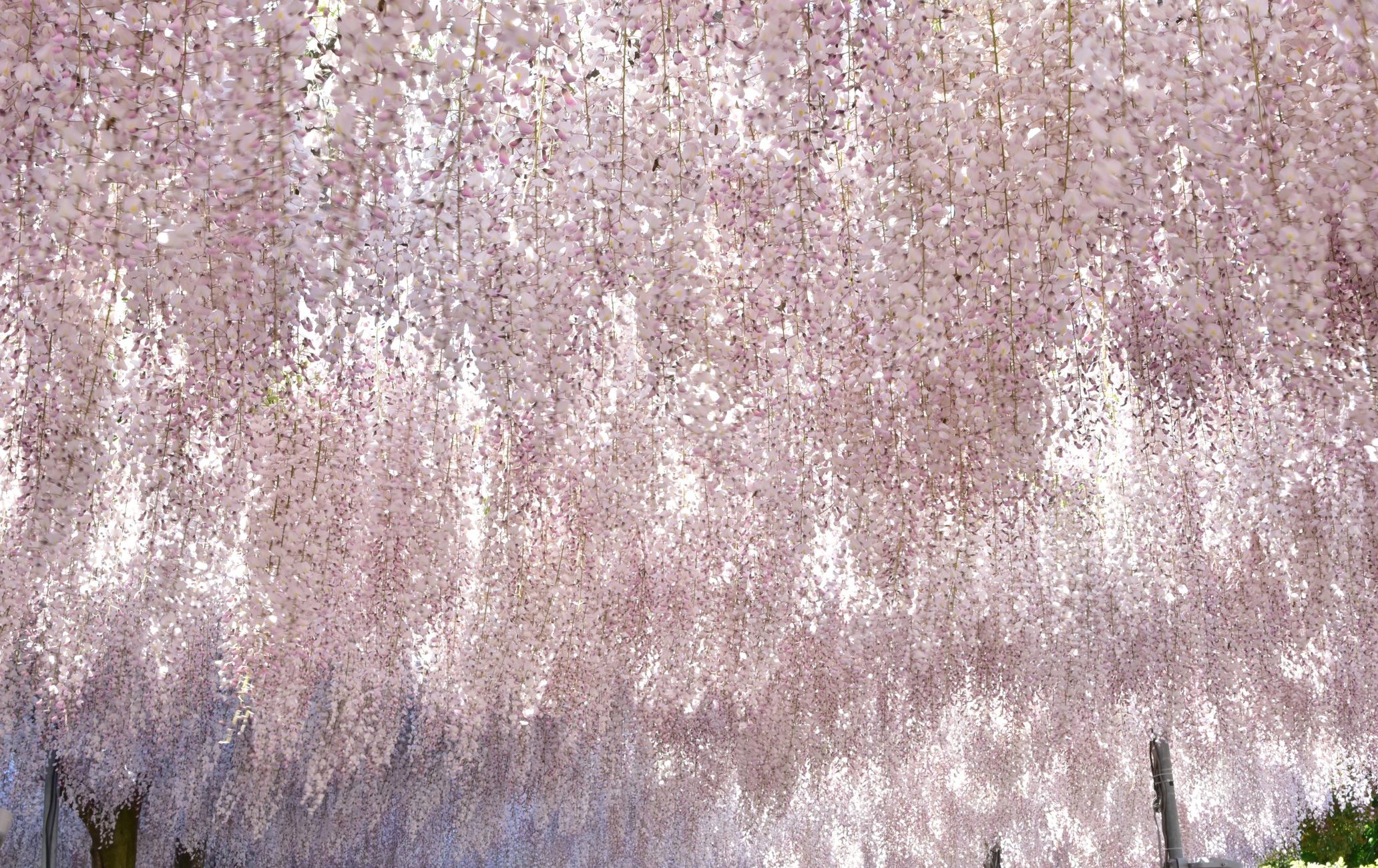 足利花卉公园